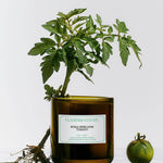 Roma Heirloom Tomato Candle