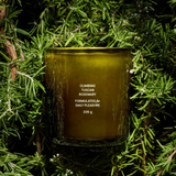 Climbing Tuscan Rosemary Candle